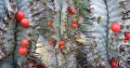 Euphorbia horrida + Viscum minimum