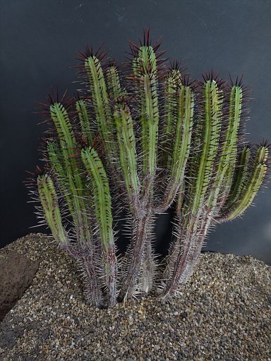 Euphorbia enopla