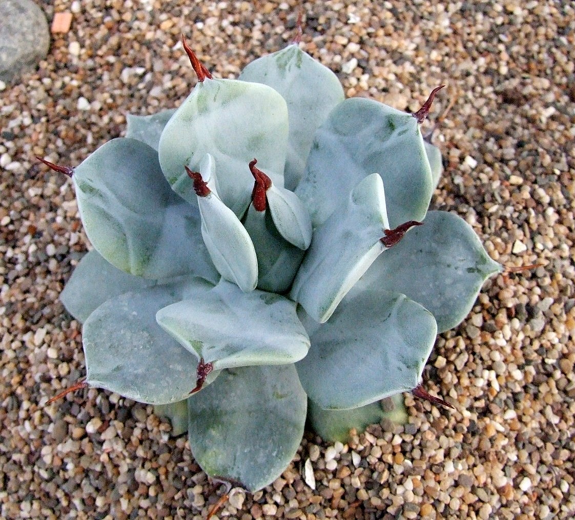 Agave parryi \'truncata\'