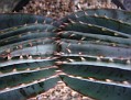 Aloe superfoliolata