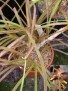 Aloe ballii