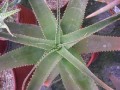 Aloe bulbifera v. pauliana