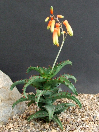 Aloe castilloniae