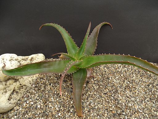Aloe suarezensis Antsiranana, Windsor Castel. Diego Madagascar Meise..JPG