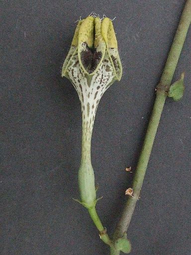 Ceropegia sandersonii x radicans ssp. smithii
