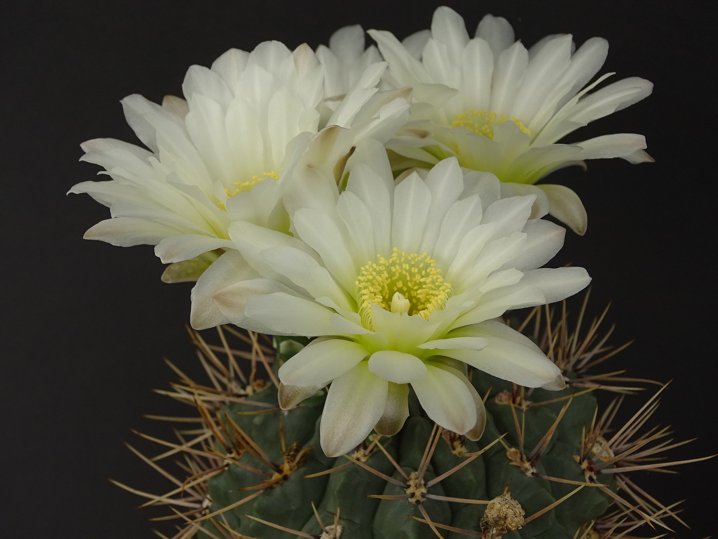 Gymnocalycium Ferox