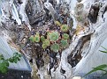 Sempervivum sp. grow on an old tree