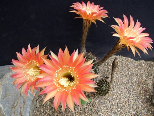 Details about   Echinopsis Lobivia Cactus Hybrid NN11 