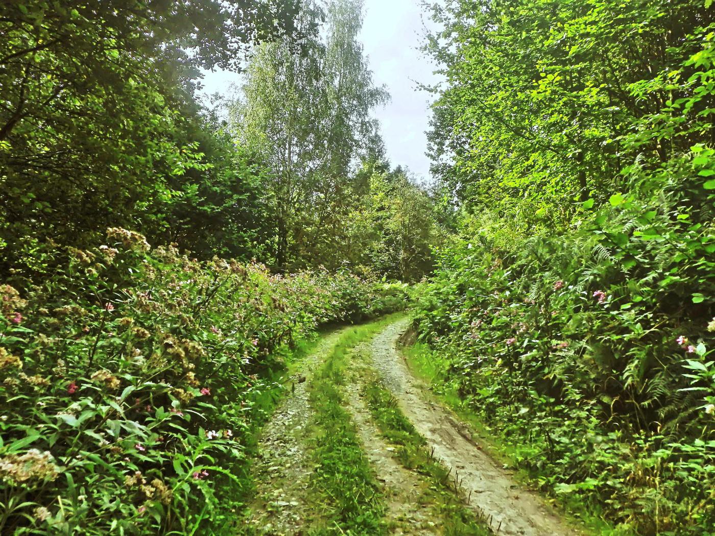 Waldweg am Nesselberg