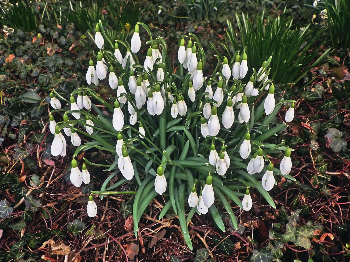 Glöckchen ohne Schnee