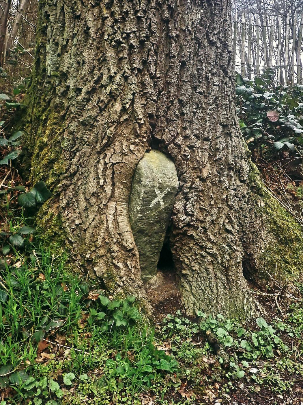 Baum frisst Grenzstein