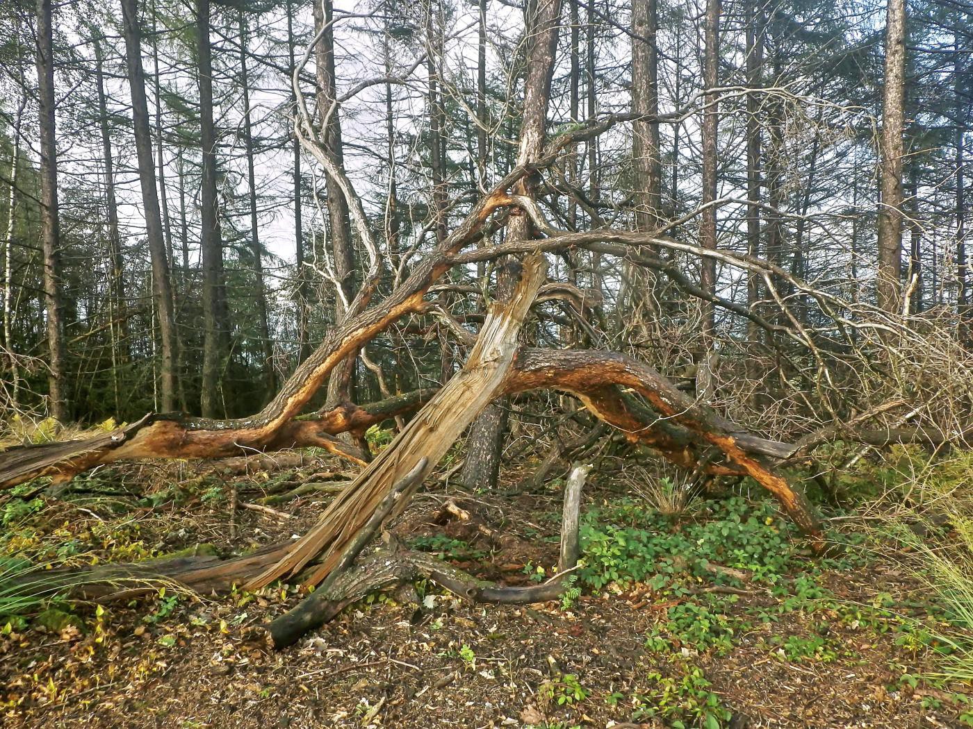 Auf dem Tönsberg