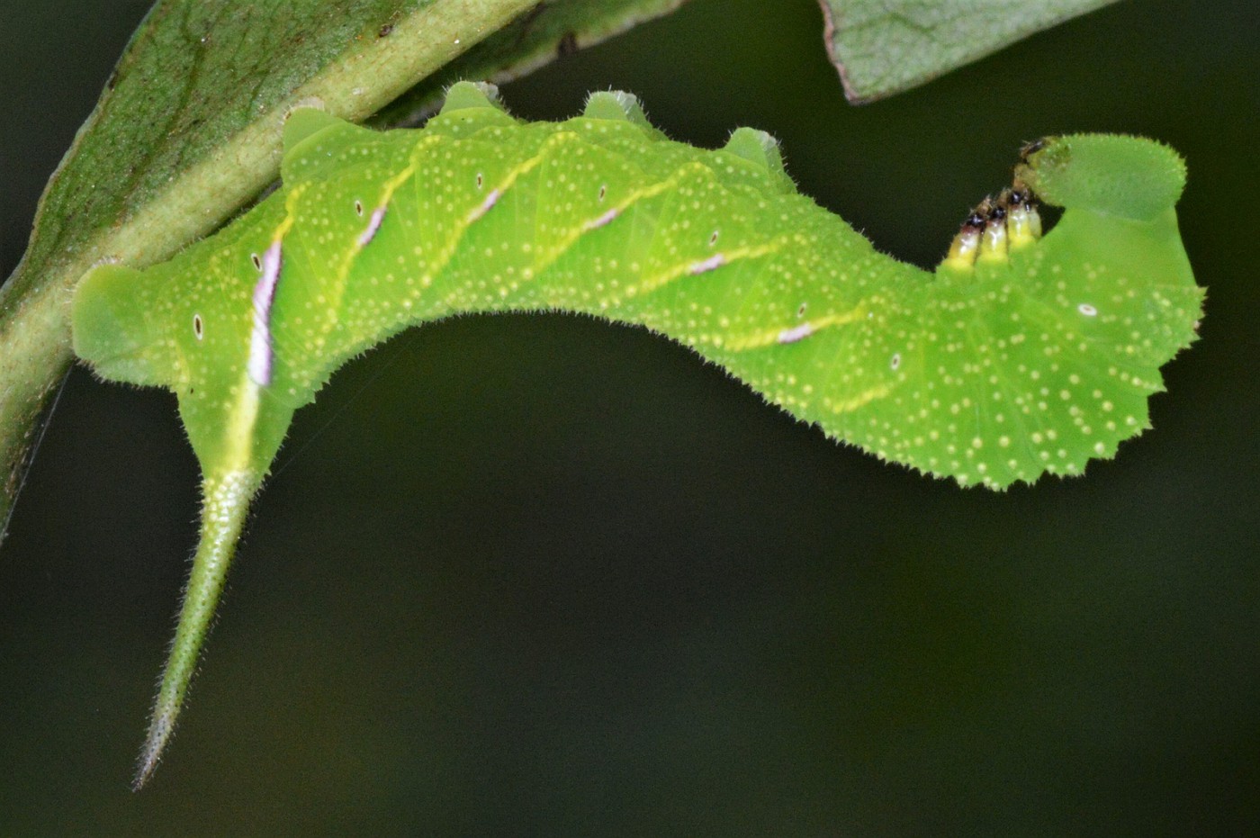 Photo: Pawpaw Sphinx Moth Dolba hyloeus - 7784 Susquehanna St. park 9 ...