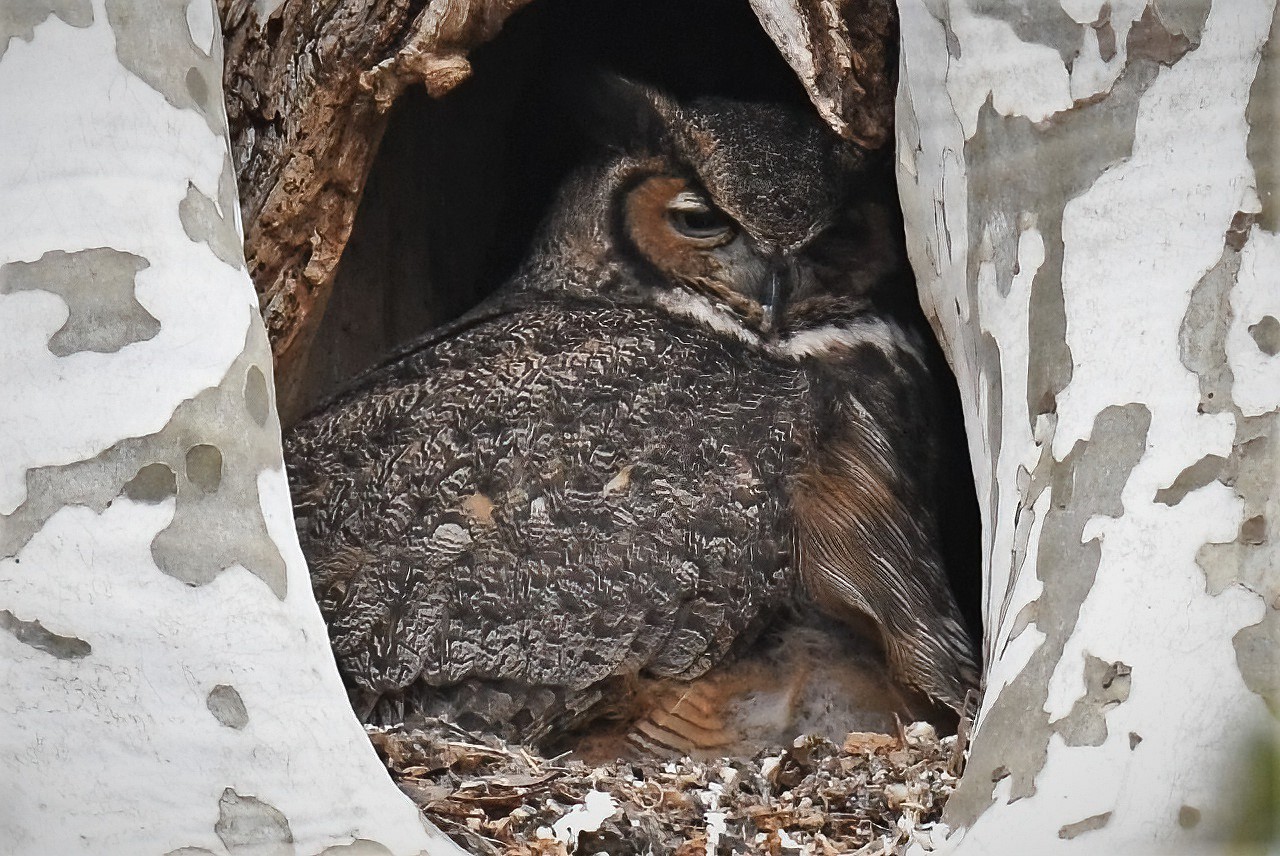 Photo Great Horned Owl Mt. Joy, PA 3/27/22 Birds In 2022 album
