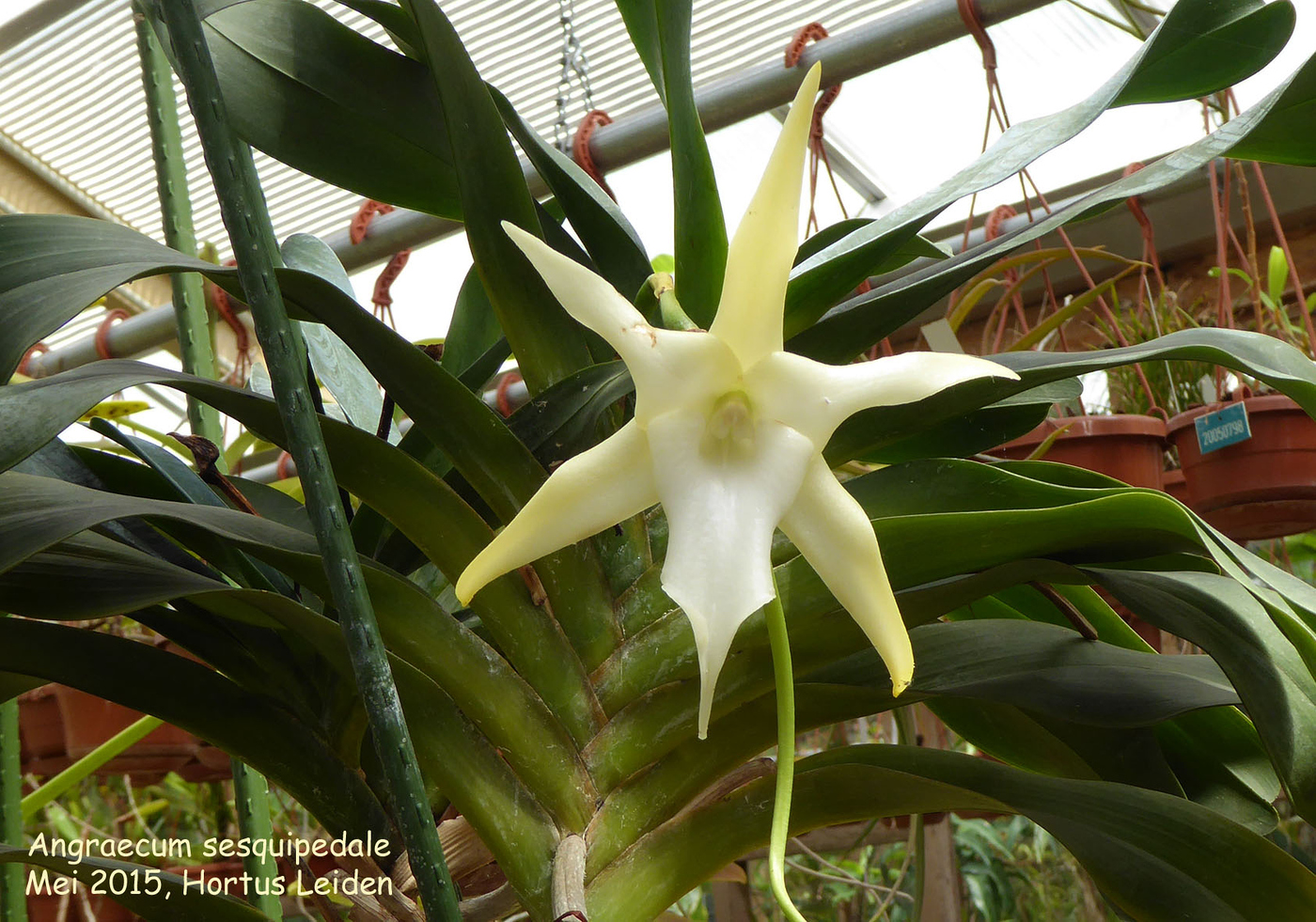 Angraecum sesquipedale × sib описание