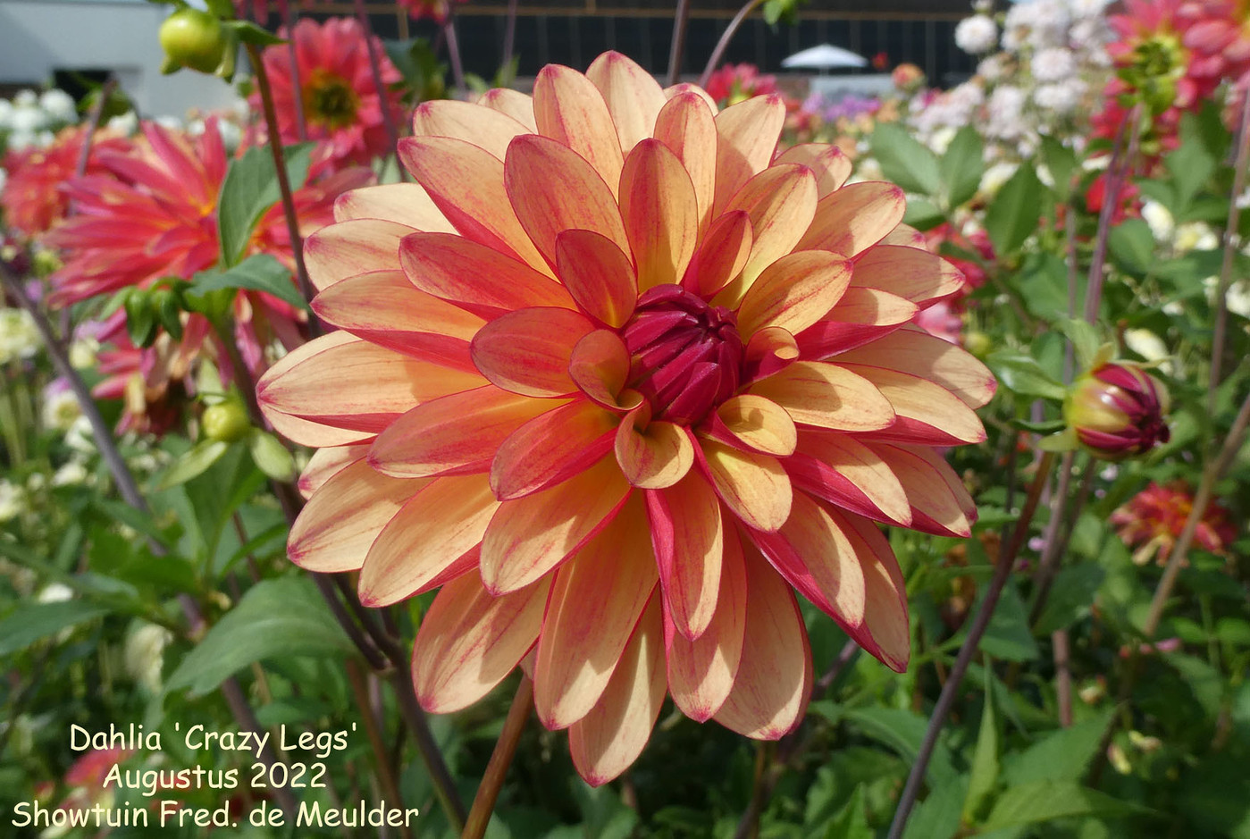 Photo: Dahlia ‘Crazy Legs’ | Dahlia (hybrid cultivars) album | Nora Goosen
