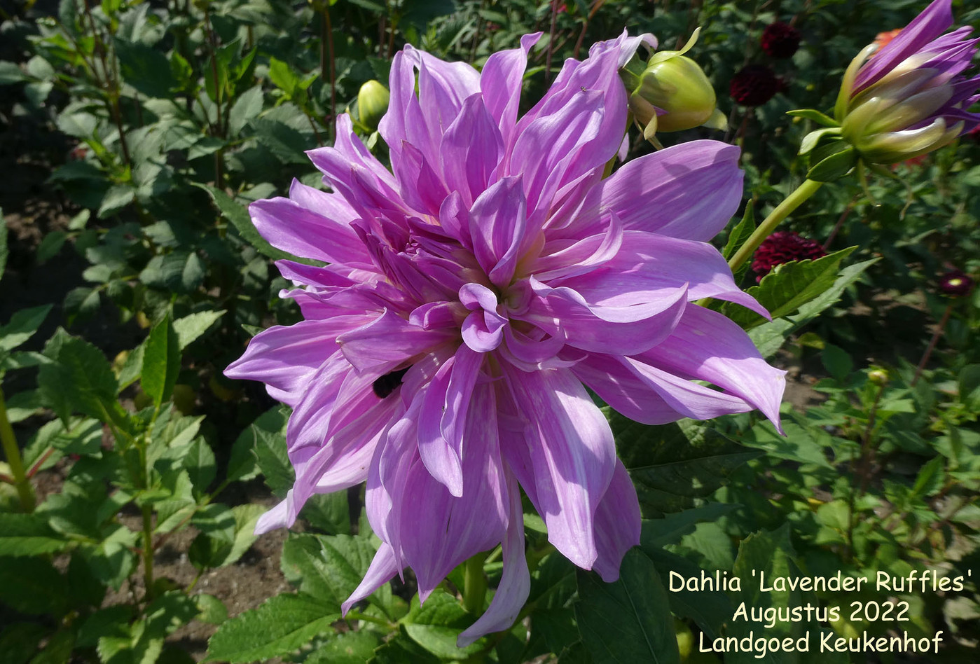 Photo: Dahlia 'Lavender Ruffles' | Dahlia (hybrid cultivars) album ...