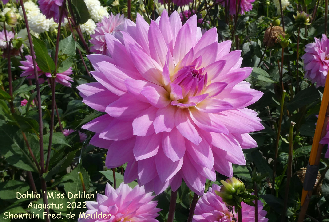 Photo Dahlia 'Miss Delilah' Dahlia (hybrid cultivars) album Nora