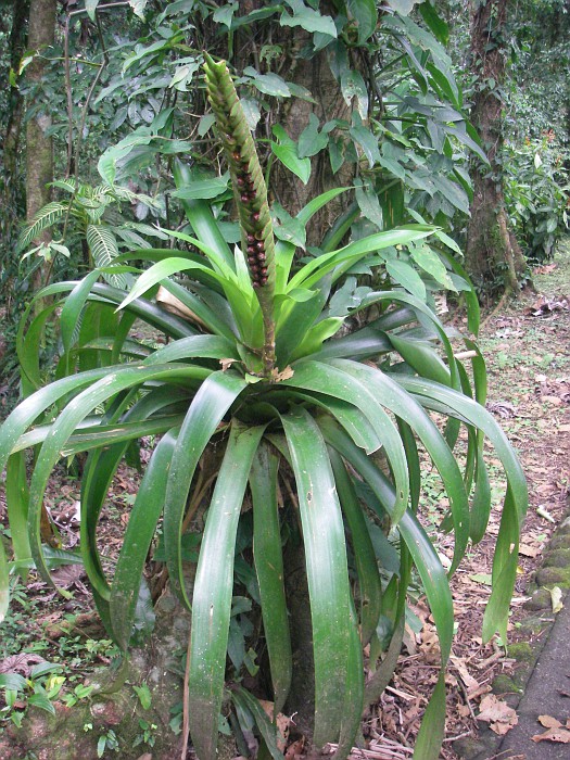 Werauhia gladioliflora sp, Parque Nacional, S du Volcano Arenal , 750m, Costa Rica 2011 060