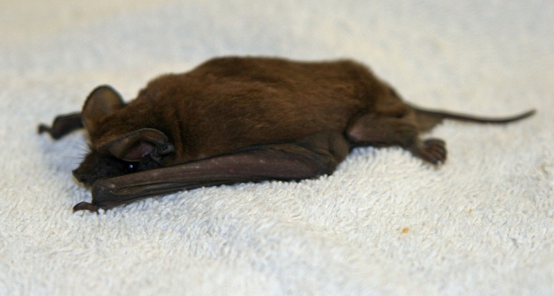 alpilean bat