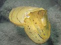 Cuttle Fish - Very Yellow