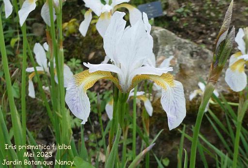 Iris prismatica f. alba