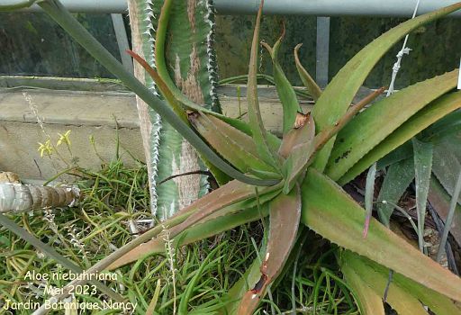 Aloe niebuhriana