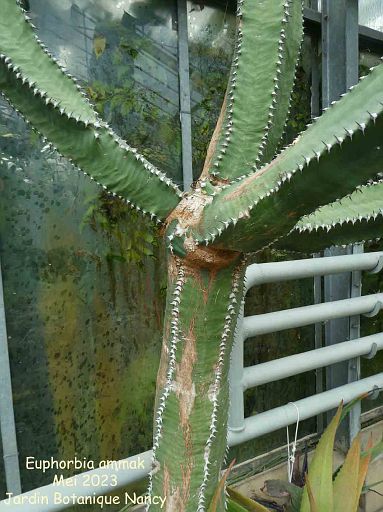 Euphorbia ammak