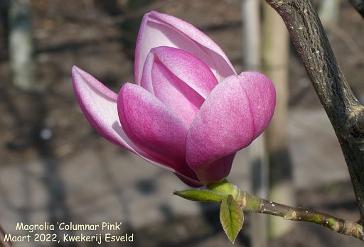 Magnolia x 'Columnar Pink'