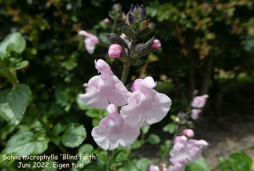 Salvia microphylla 'Blind Faith'