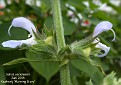 Salvia somalensis
