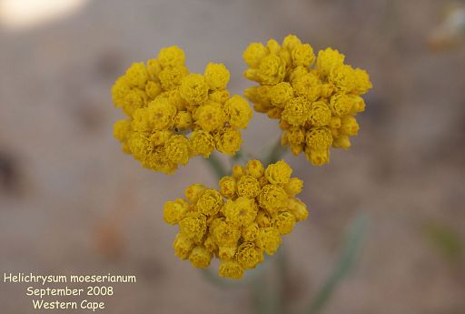 Helichrysum moeserianum