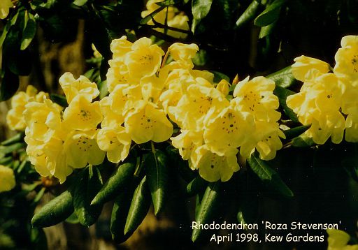 Rhododendron 'Roza Stevenson'