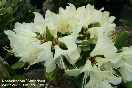 Rhododendron 'Bananaboat'