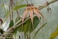 Bulbophyllum x 'Louis Sander'
