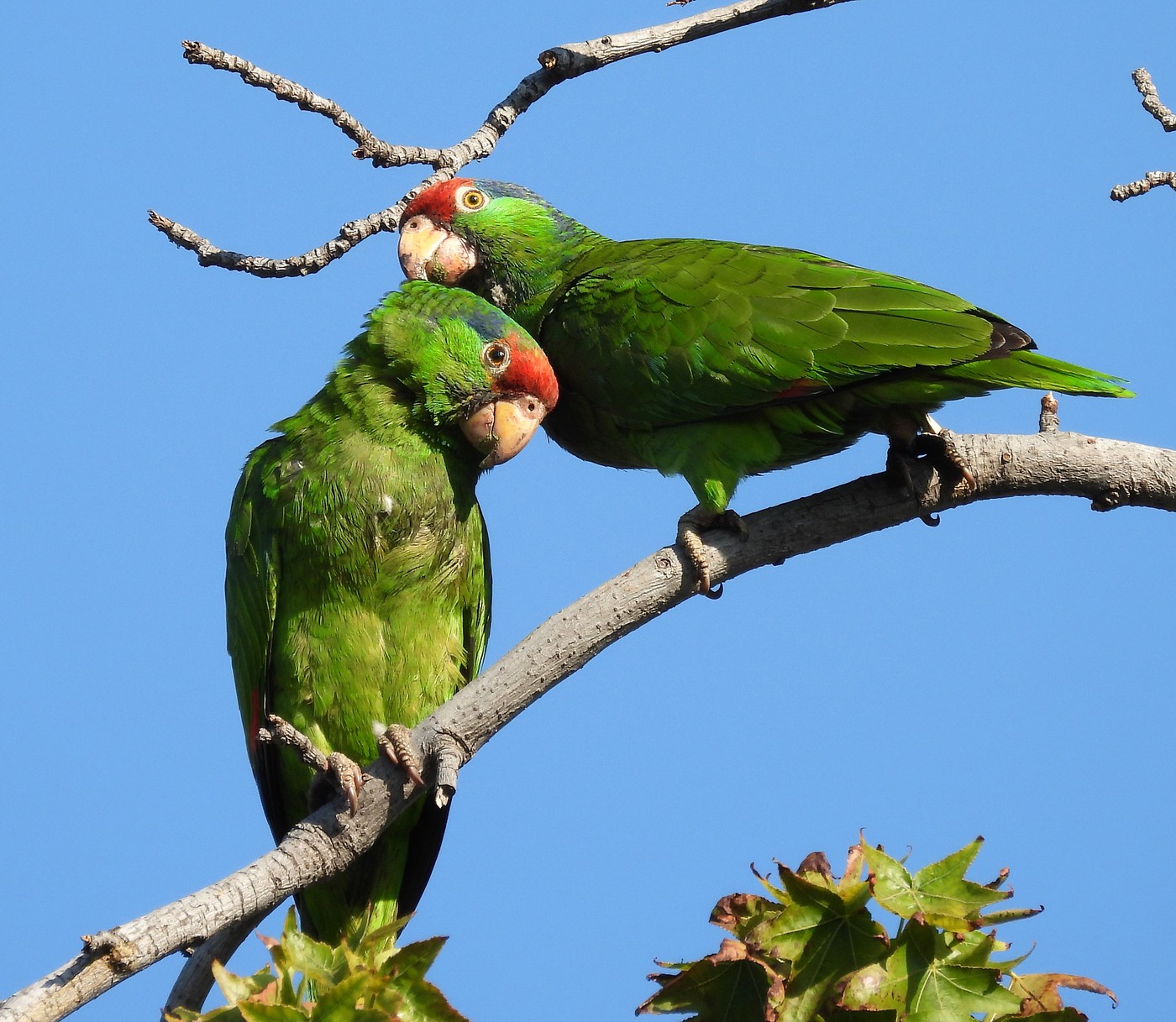 alpilean amazon