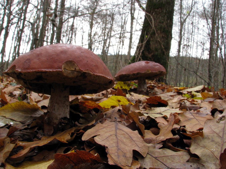 kerassentials fungus