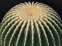 Echinocactus grussonii fa. Spineless