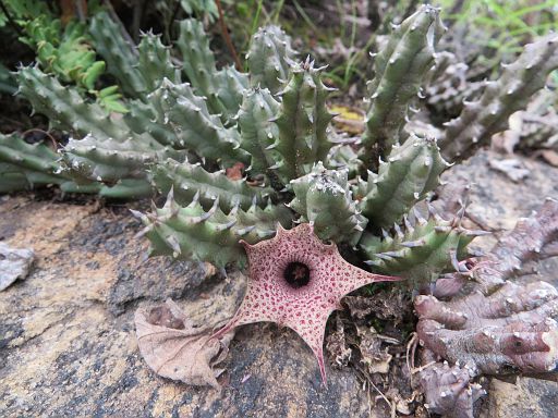 145 Huernia hislopii from cabeca do velho mountain close to Chimoio town in Manica province
