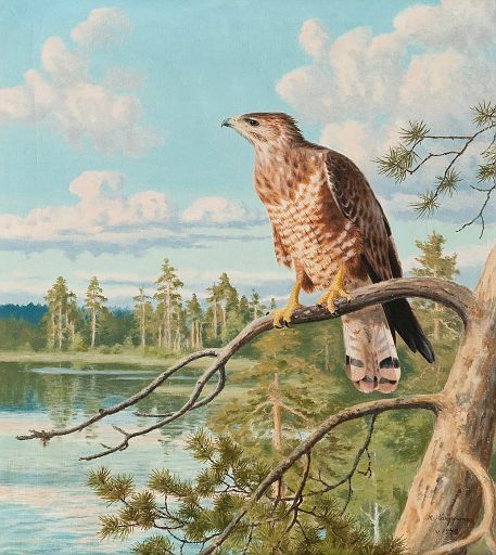 Sparrowhawk (1942)