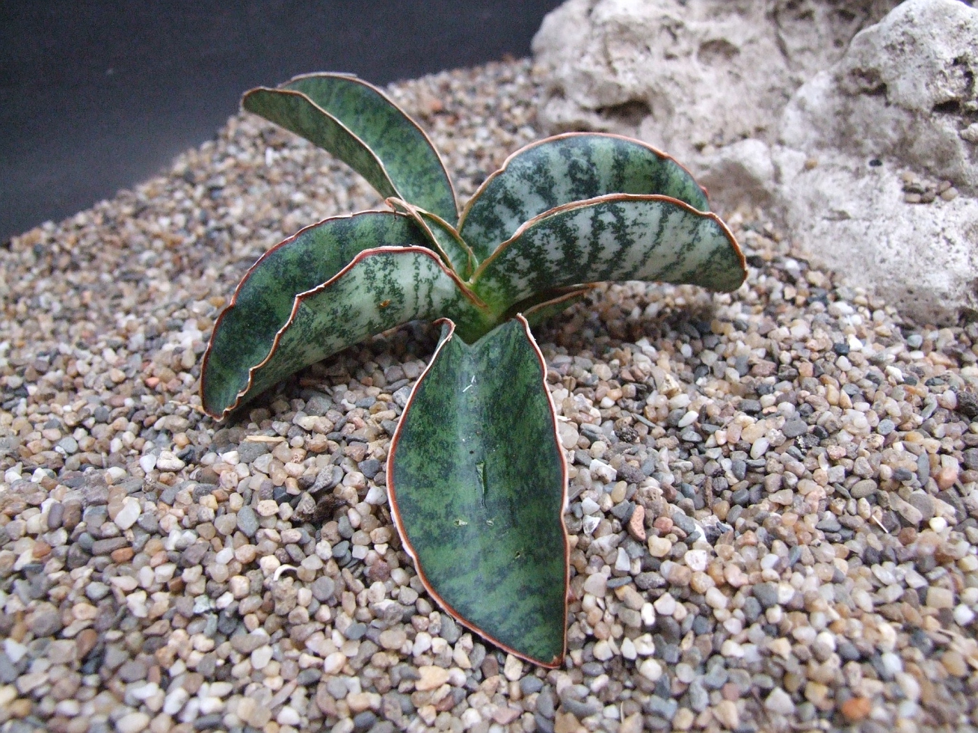 sansevieria ballyi Sansevieria Ballyi | organically grown succulent plants main image 1