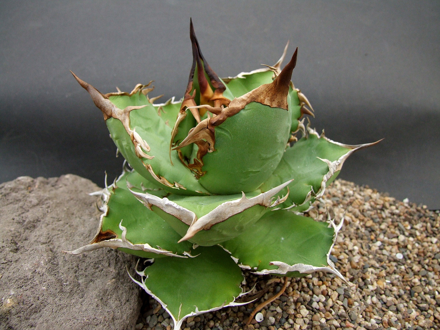 Photo: Agave oteroi | Agave Coll. Yucca Dykia Hechtia Puna+ album