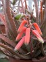 Aloe boiteaui