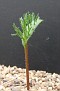 Eriospermum cervicorne Mesklip
