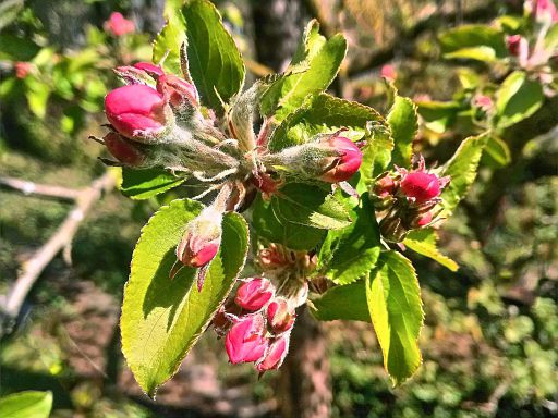 Die Blüten erwachen