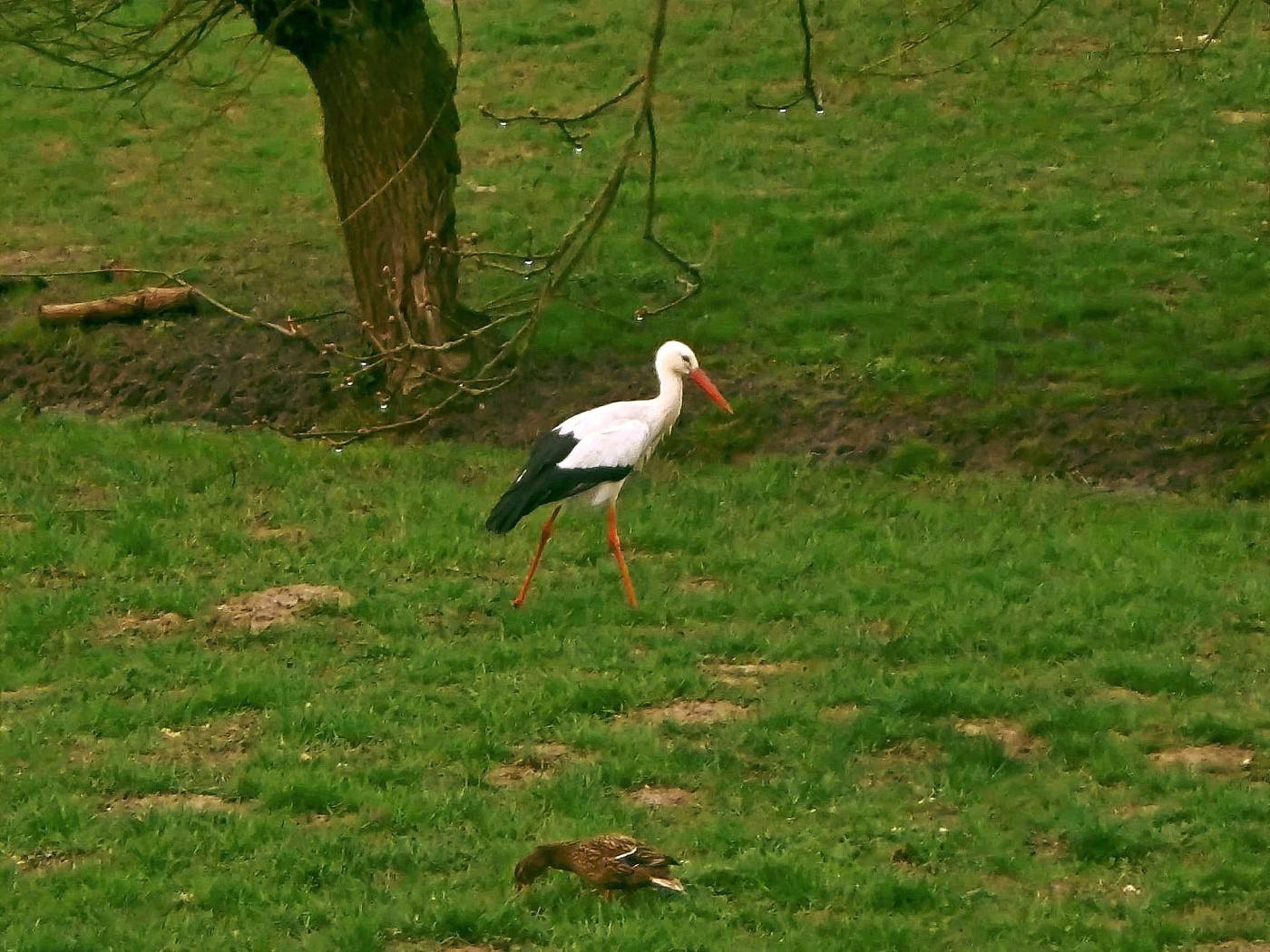 Auf der Wiese geht was ...