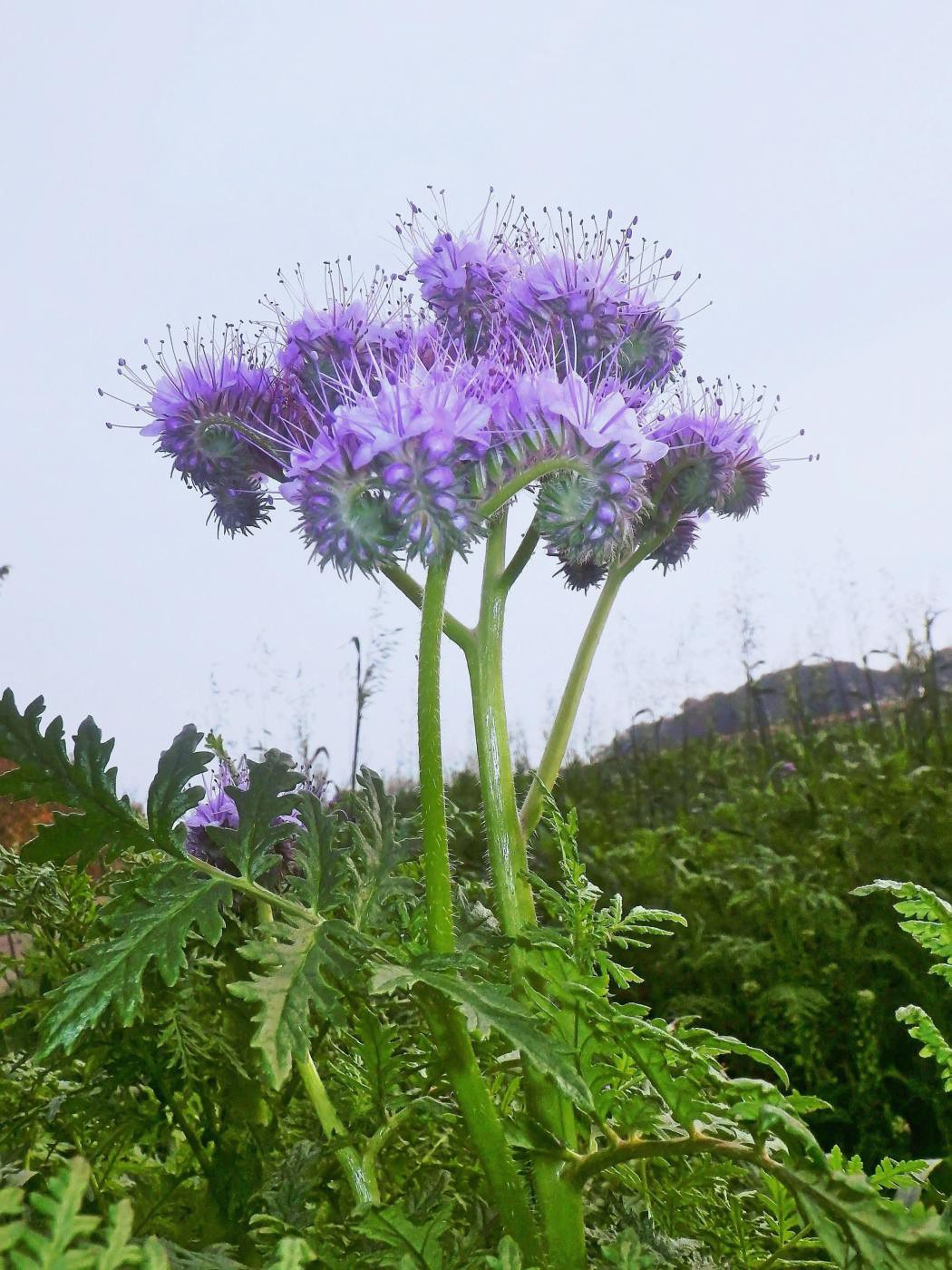 Herbstblüte