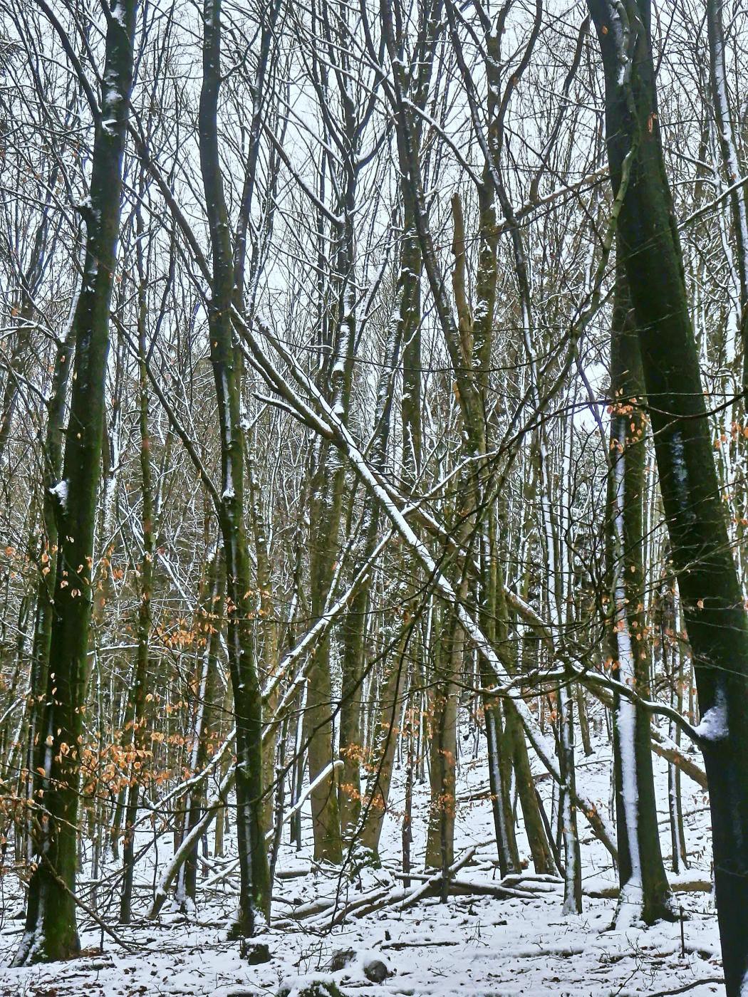 Wistinghauser Wald