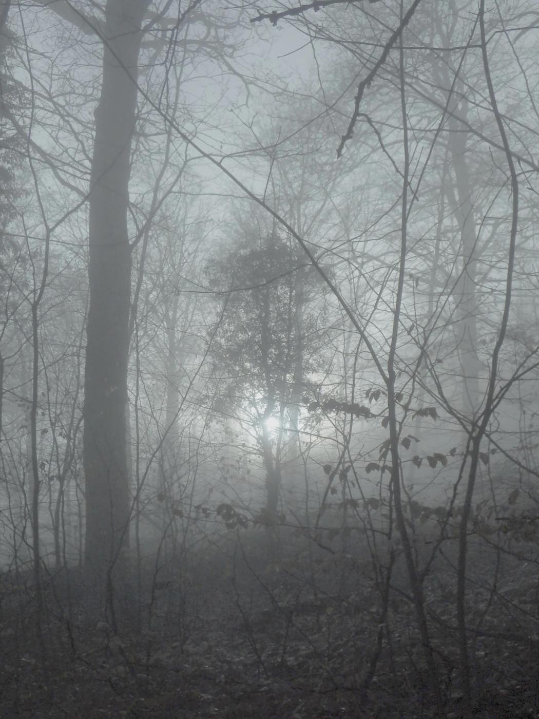 Frühnebel im Finkenborn