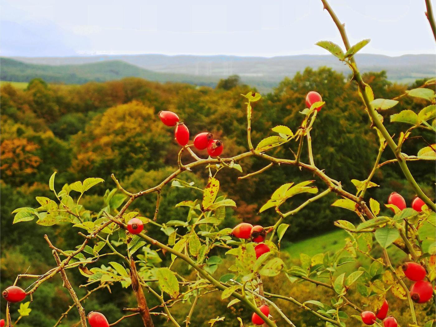 Blick vom Schildberg